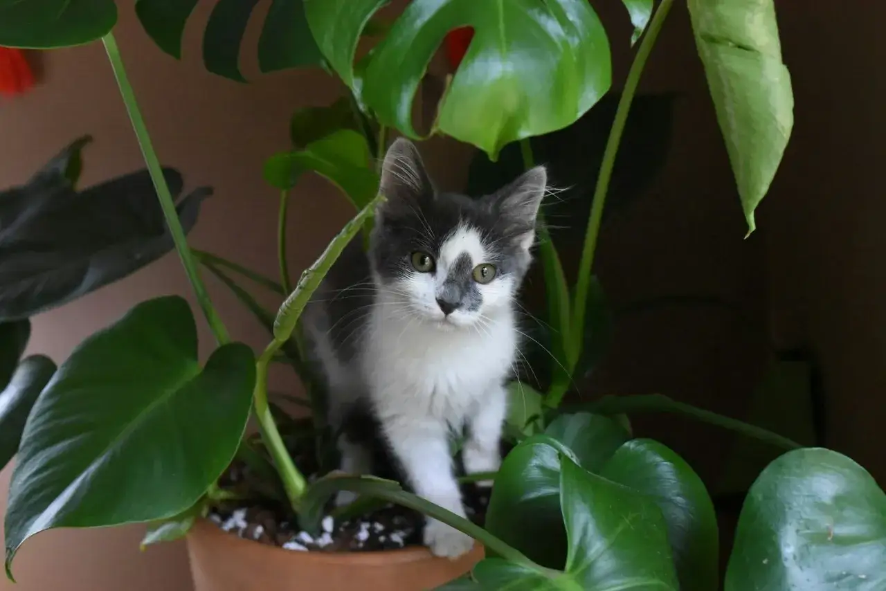 En liten kattunge g&ouml;mmer sig bland de stora gr&ouml;na bladen p&aring; en monstera.