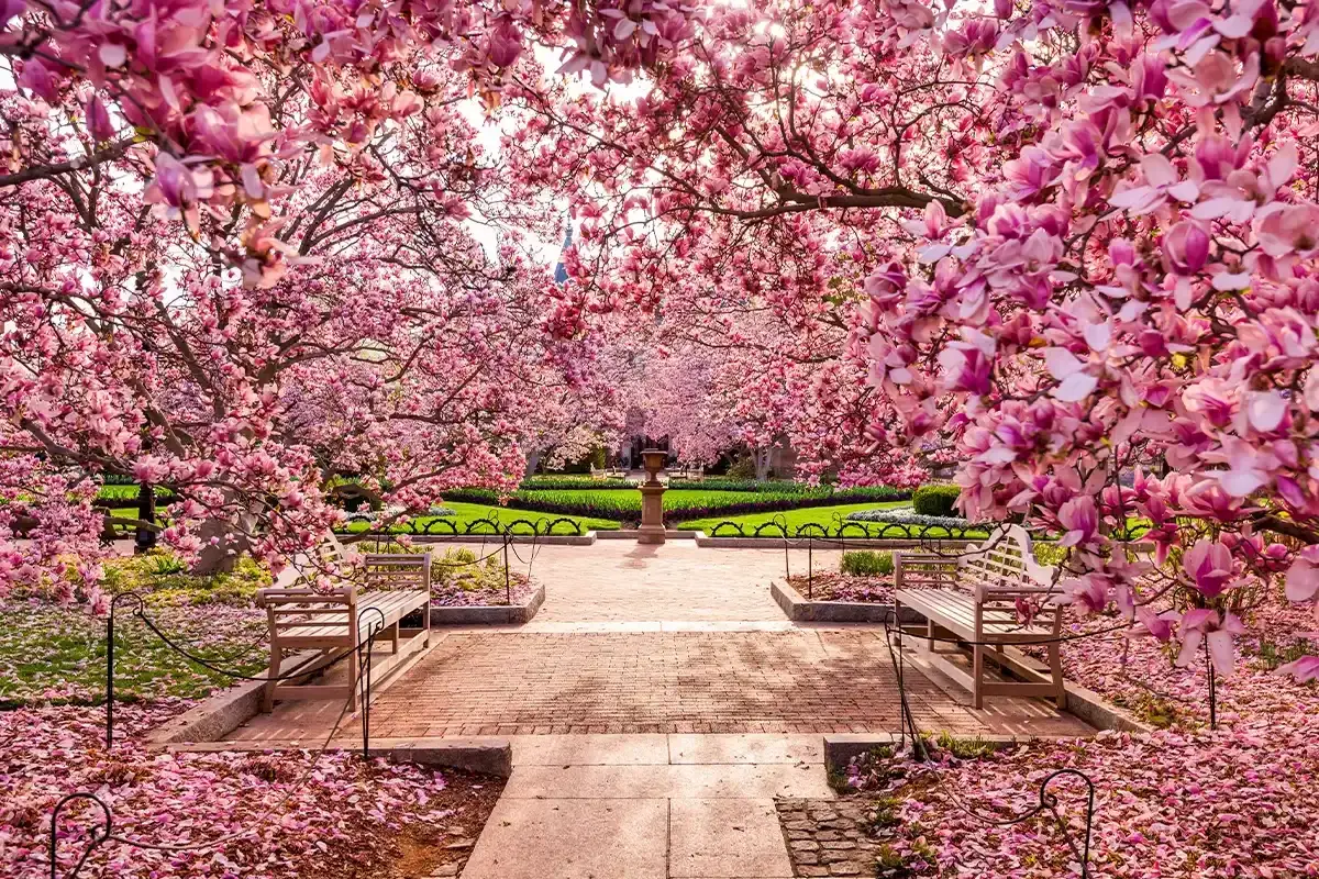 Ależ szybko rośnie magnolia! Wiosenny park tonie w różowych kwiatach, tworząc magiczny tunel.