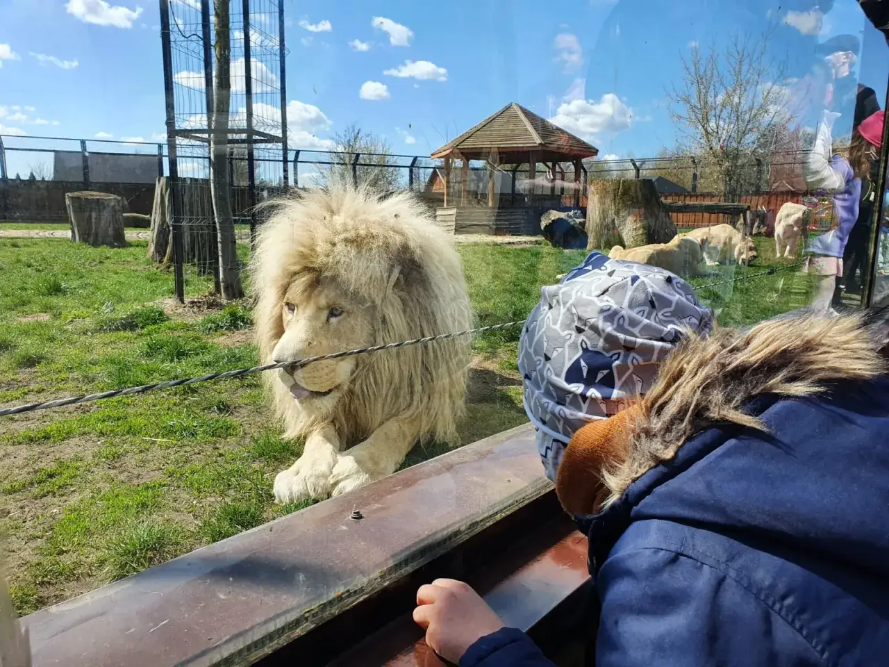 Dziecko w czapce z lisami obserwuje lwa na wybiegu. To prawdziwy polski safari!