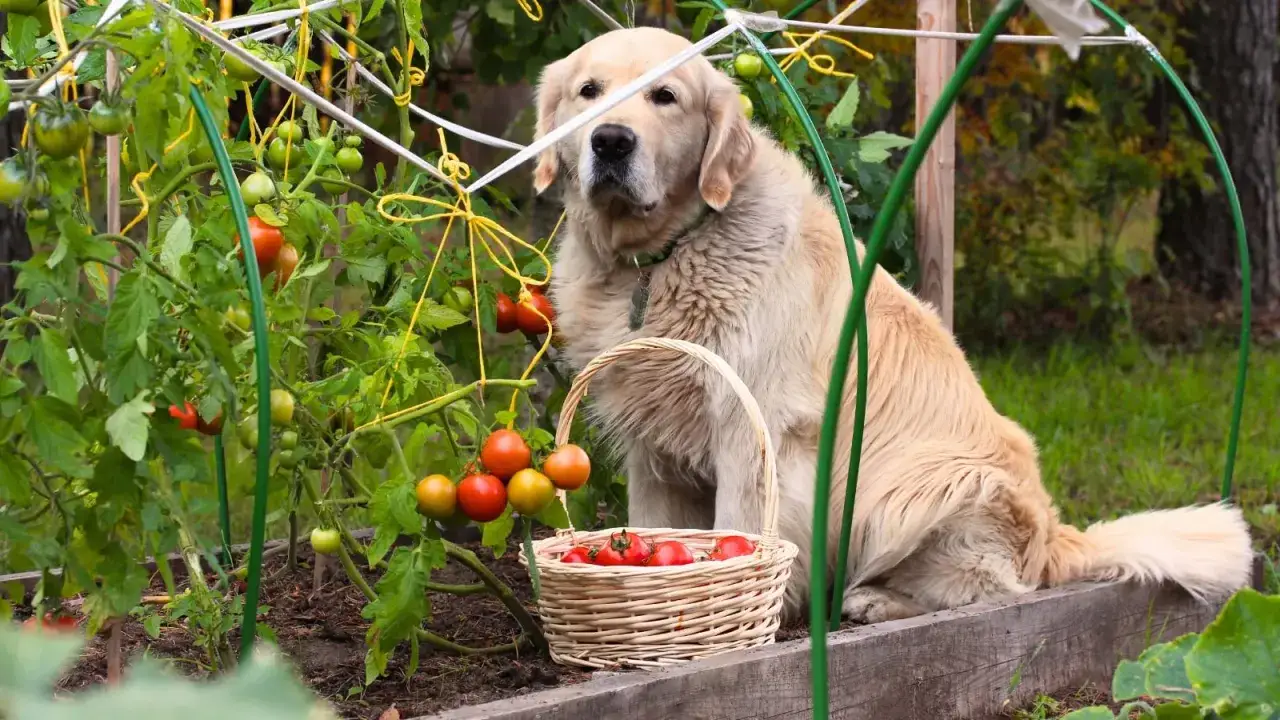 Złoty retriever siedzi obok grządki z pomidorami, zastanawiając się, czy pies może jeść pomidory. W koszyku leżą świeże pomidory.