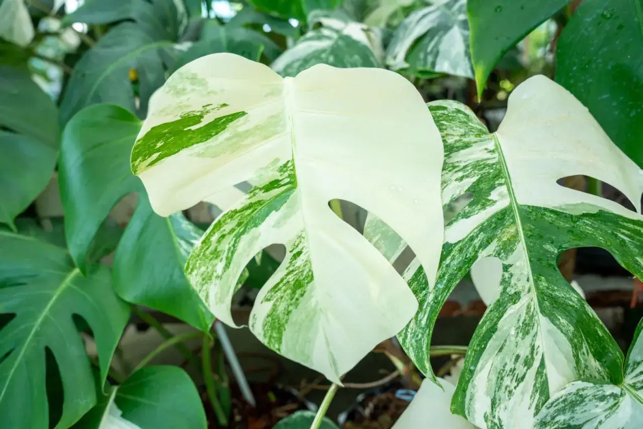 Piękna monstera variegata z białymi i zielonymi liśćmi. Jej unikalne wzory przyciągają wzrok.