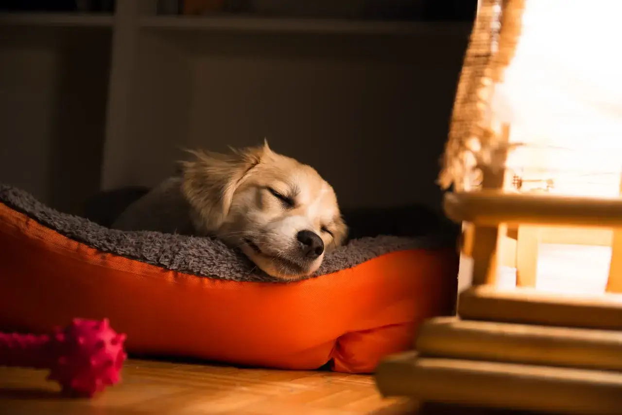 Ein s&uuml;&szlig;er Hund hechelt abends friedlich in seinem Bettchen. Ein Spielzeug liegt daneben.