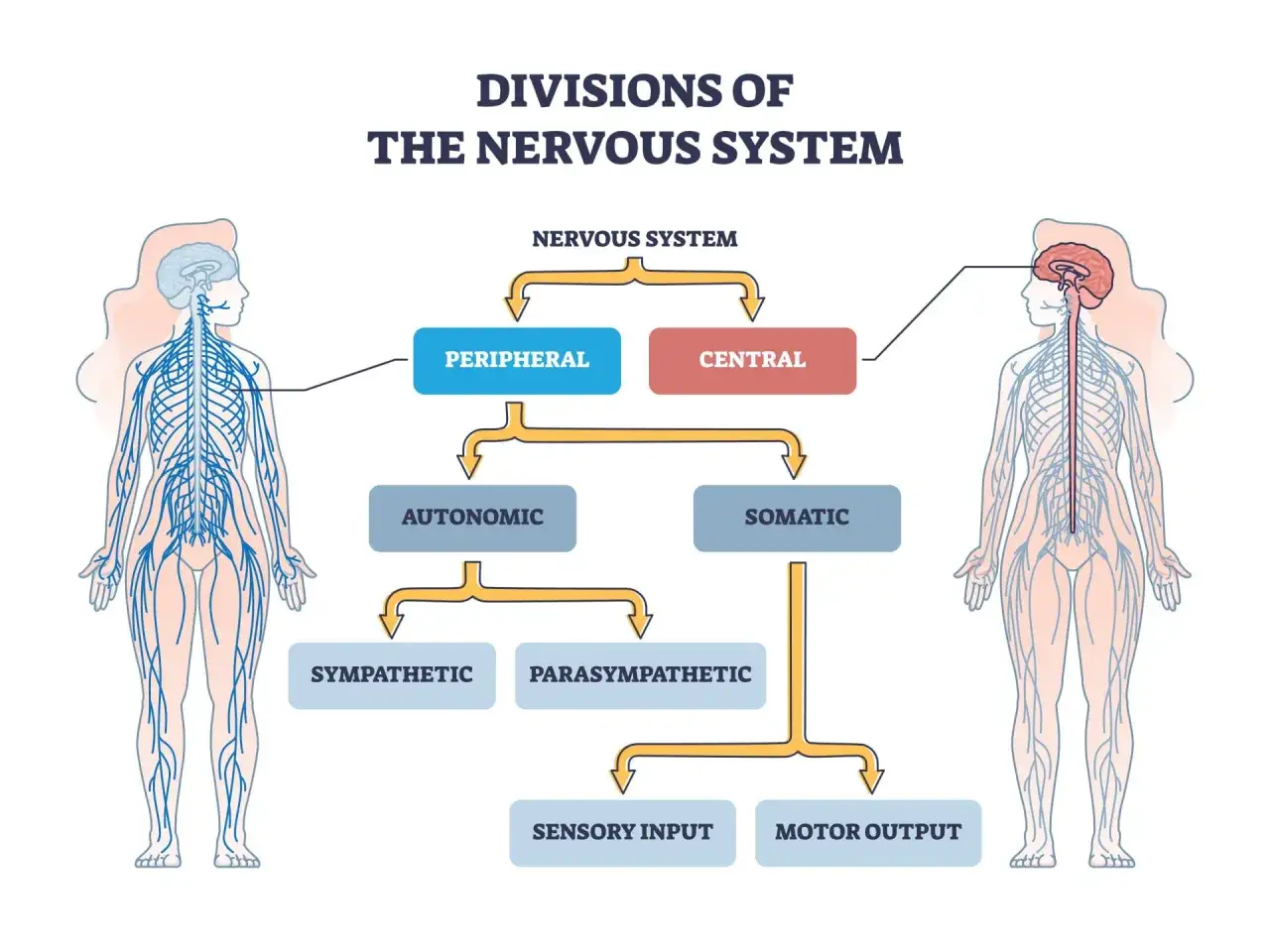 Schema des Nervensystems: Zentral und peripher, mit Unterteilungen wie autonom und somatisches Nervensystem, das sensorische Eingaben und motorische Ausgaben steuert.