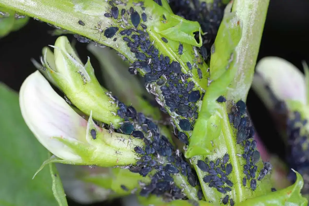 Un **puceron noir** envahit une jeune pousse de plante d'intérieur, se nourrissant de sa sève.