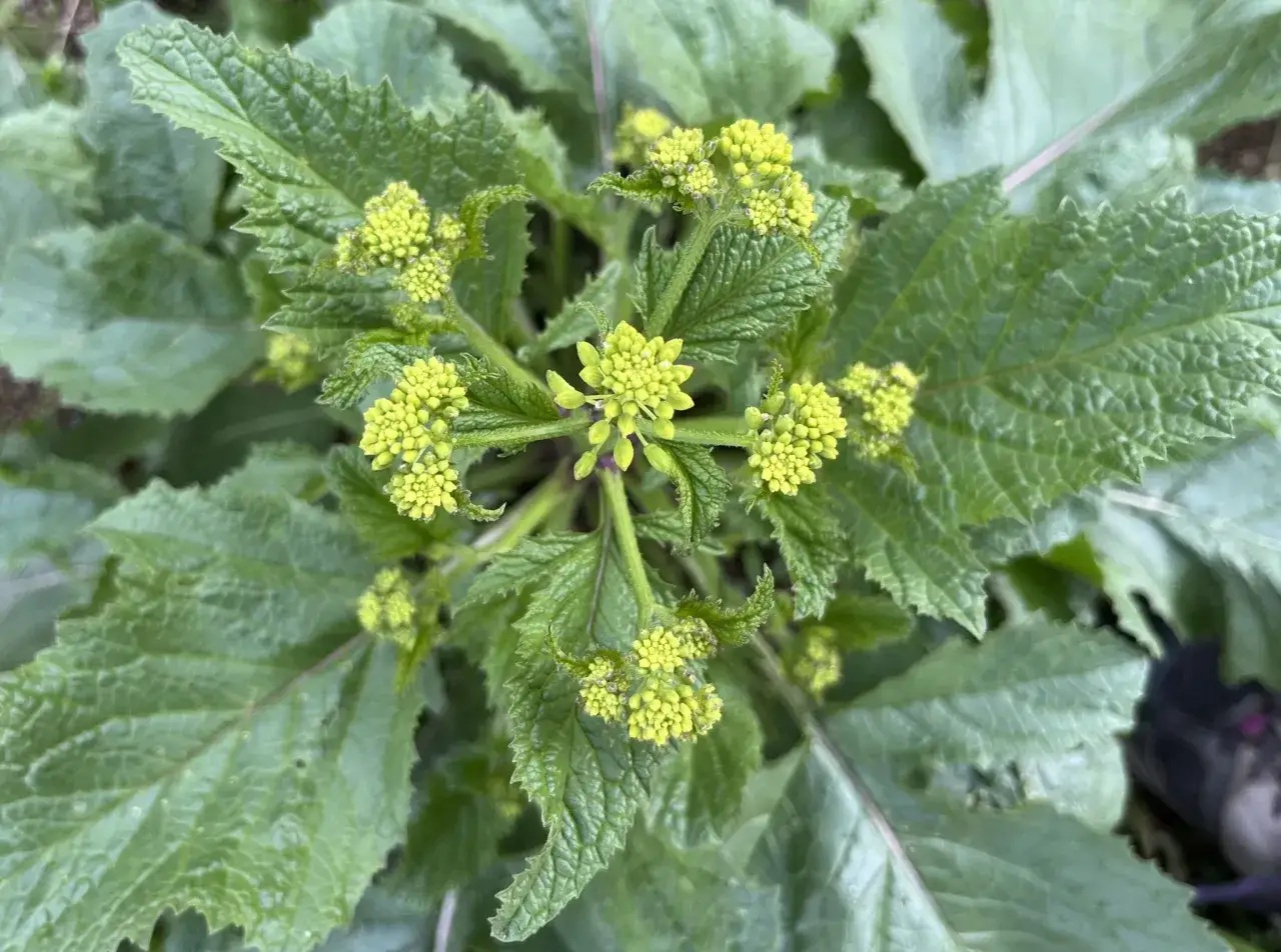Gros plan sur une plante de moutarde sauvage, avec ses feuilles vertes dentelées et ses grappes de petites fleurs jaunes en boutons.