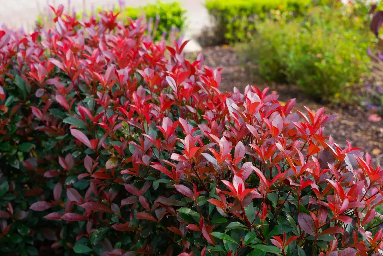 Leuchtend rote Blätter an einer Hecke, die nicht giftig ist. Im Hintergrund grünes Laub und lila Blüten.