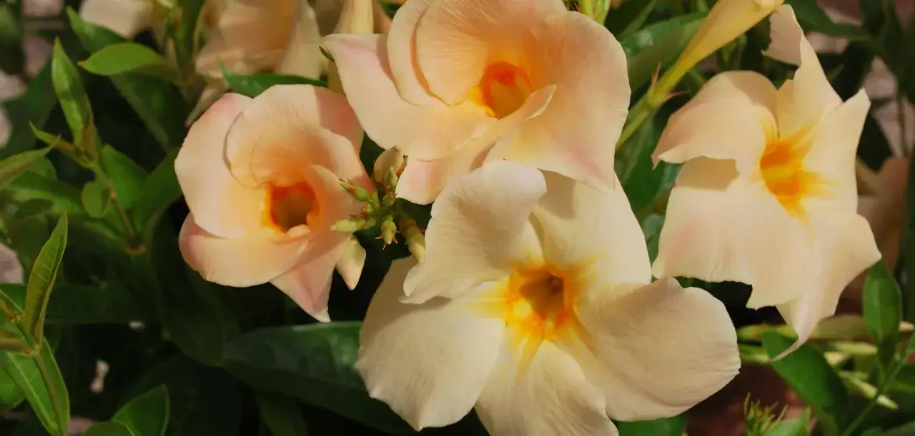 Fleurs de dipladenia aux teintes p&ecirc;che et cr&egrave;me, profitant d'une belle exposition ensoleill&eacute;e.
