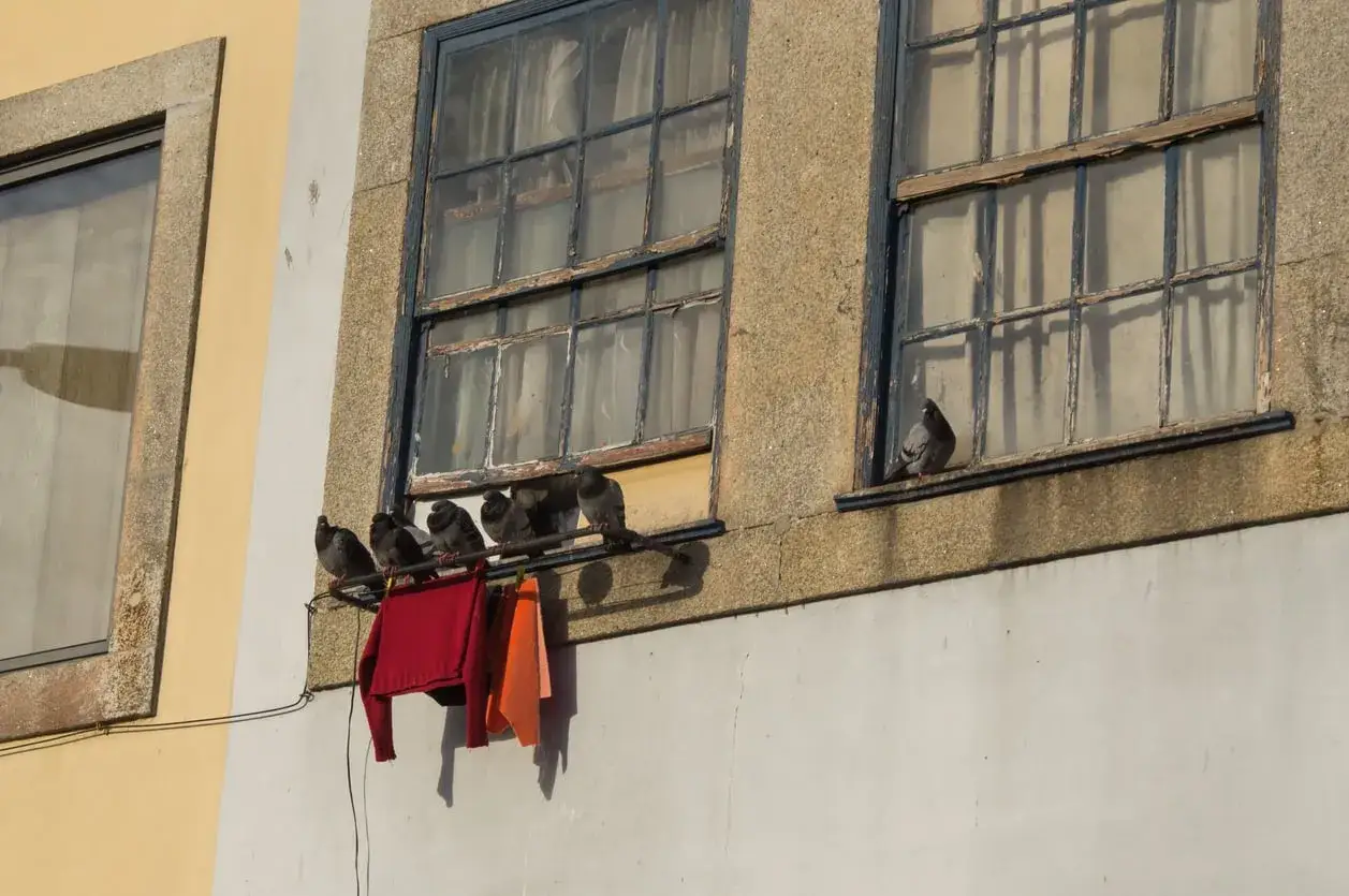 Palomas posadas en una barra frente a ventanas. Una persona colgó ropa roja y naranja, quizás como un repelente para palomas casero.
