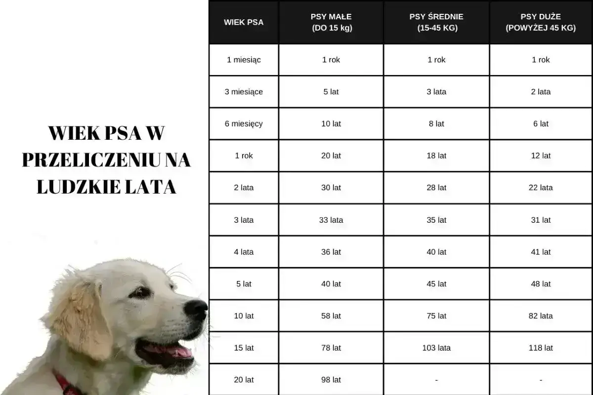 Tabela porównująca wiek psa w ludzkich latach, uwzględniająca wagę szczeniaka a wielkość.