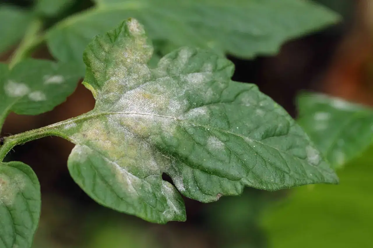Feuille de tomate atteinte de mildiou, présentant des taches blanches poudreuses.