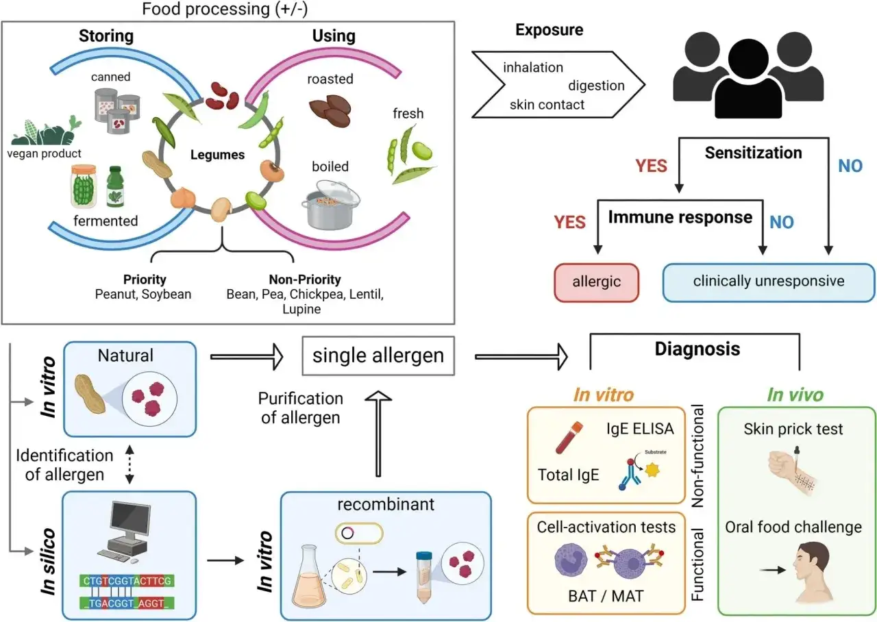 Schéma illustrant les légumineuses, leur transformation, l'exposition et les tests de diagnostic pour l'allergie légumineuses symptômes.