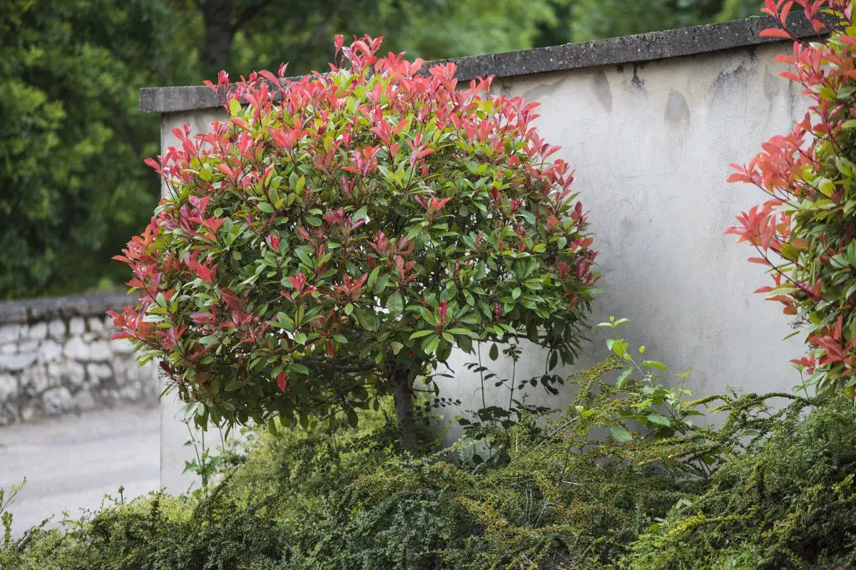 Un arbuste de photinia aux feuilles rouges et vertes, taillé en boule, se dresse près d'un mur en béton.