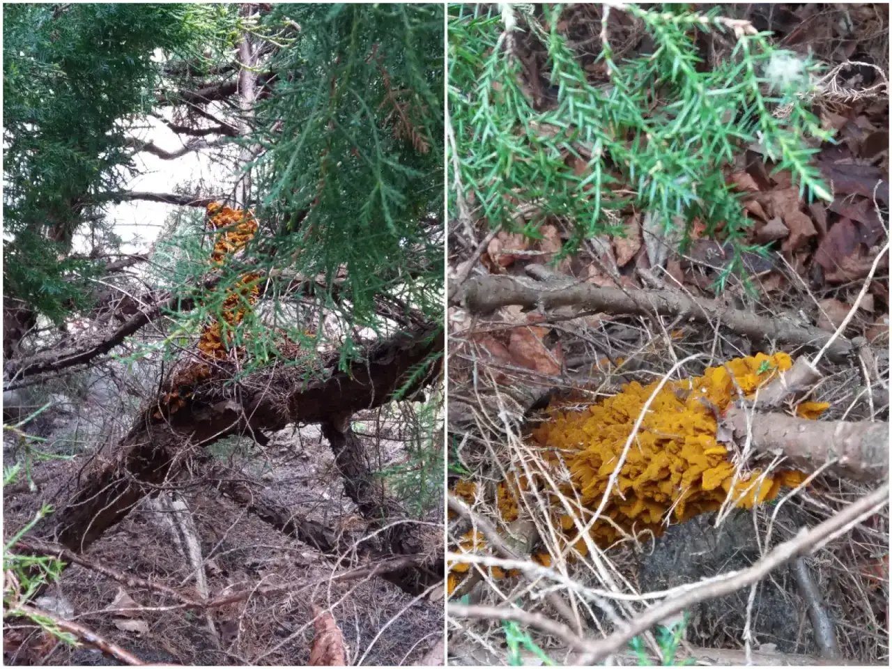 Pomarańczowy nalot na gałęziach iglaków, być może objaw chorób iglaków.