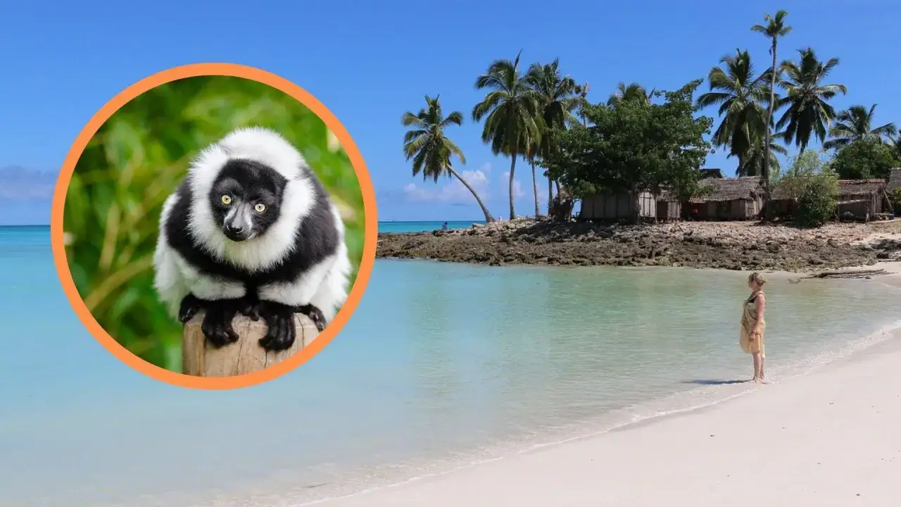 Czarno-biały lemur na Madagaskarze. Idealny czas, kiedy lecieć na Madagaskar, to okres od kwietnia do listopada.