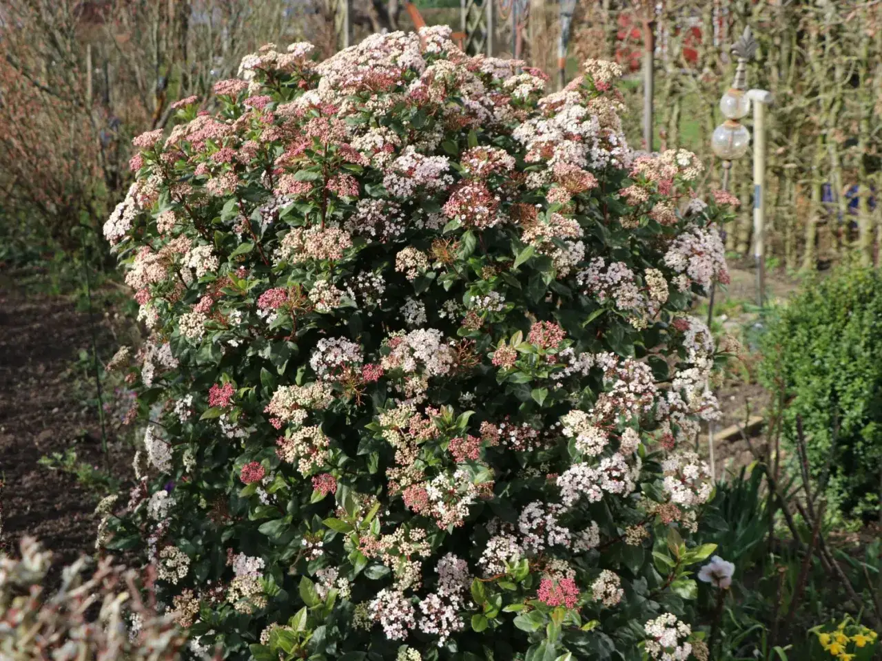 Eine üppige Viburnum tinus Hecke blüht im Frühling mit zarten rosa und weißen Blüten.