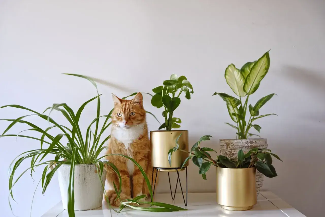 Gato naranja junto a varias plantas de interior, un ejemplo de plantas no t&oacute;xicas para gatos.