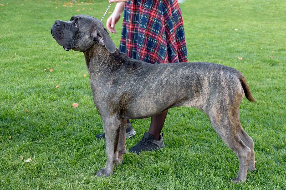 Ein stattlicher Dogo Canario mit gestromtem Fell steht auf einer gr&uuml;nen Wiese, gehalten an einer Leine von einer Person in kariertem Rock.