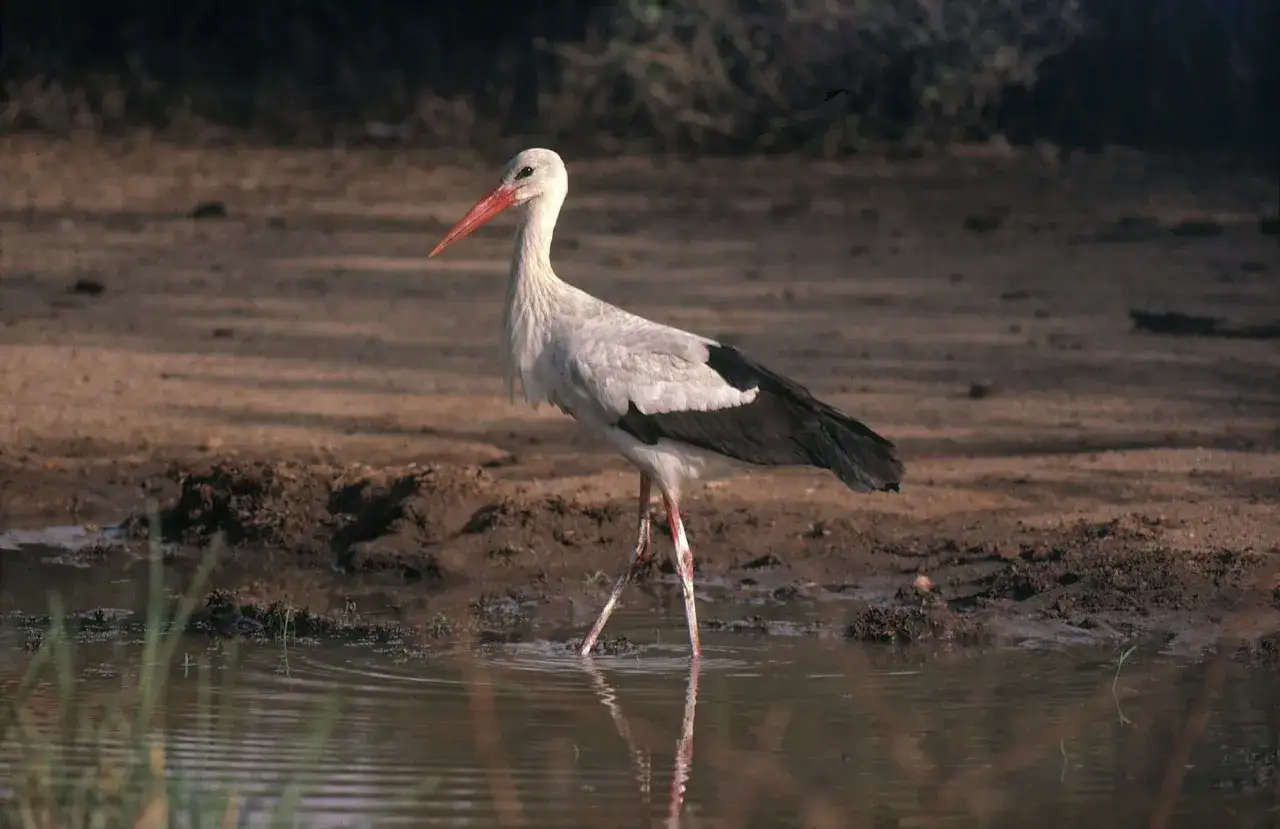 En vit stork med r&ouml;d n&auml;bb st&aring;r i grunt vatten. En vacker stork i Sverige, redo att fiska.