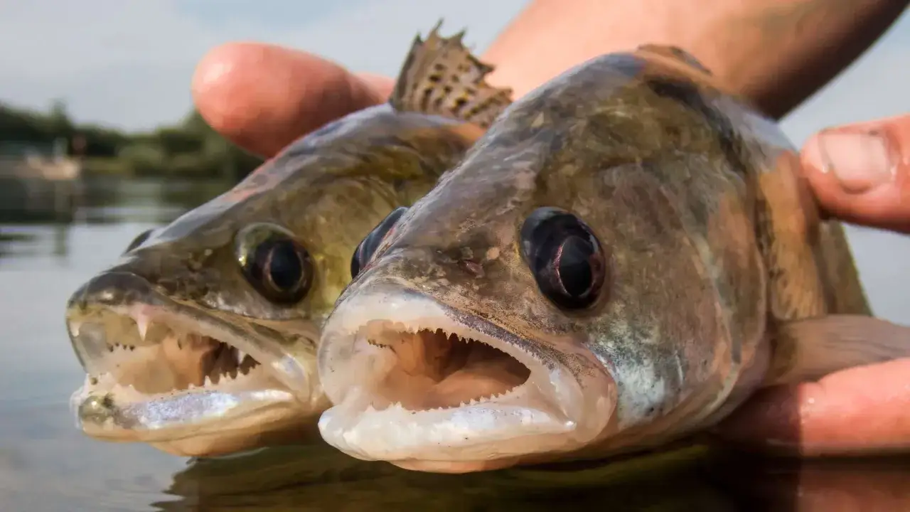 Zwei Zander mit spitzen Z&auml;hnen, die ihre M&auml;uler &ouml;ffnen. Sie sind keine nat&uuml;rlichen Zander Feinde, sondern werden von einem Angler gehalten.