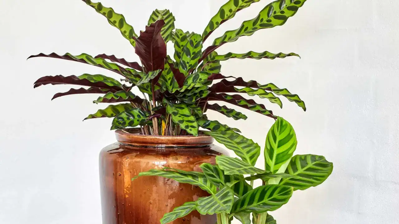 Dwa piękne okazy kwiatów Calathea w ceramicznych donicach. Jedna z nich, większa, ma liście z ciemnozielonymi plamkami i bordowym spodem.