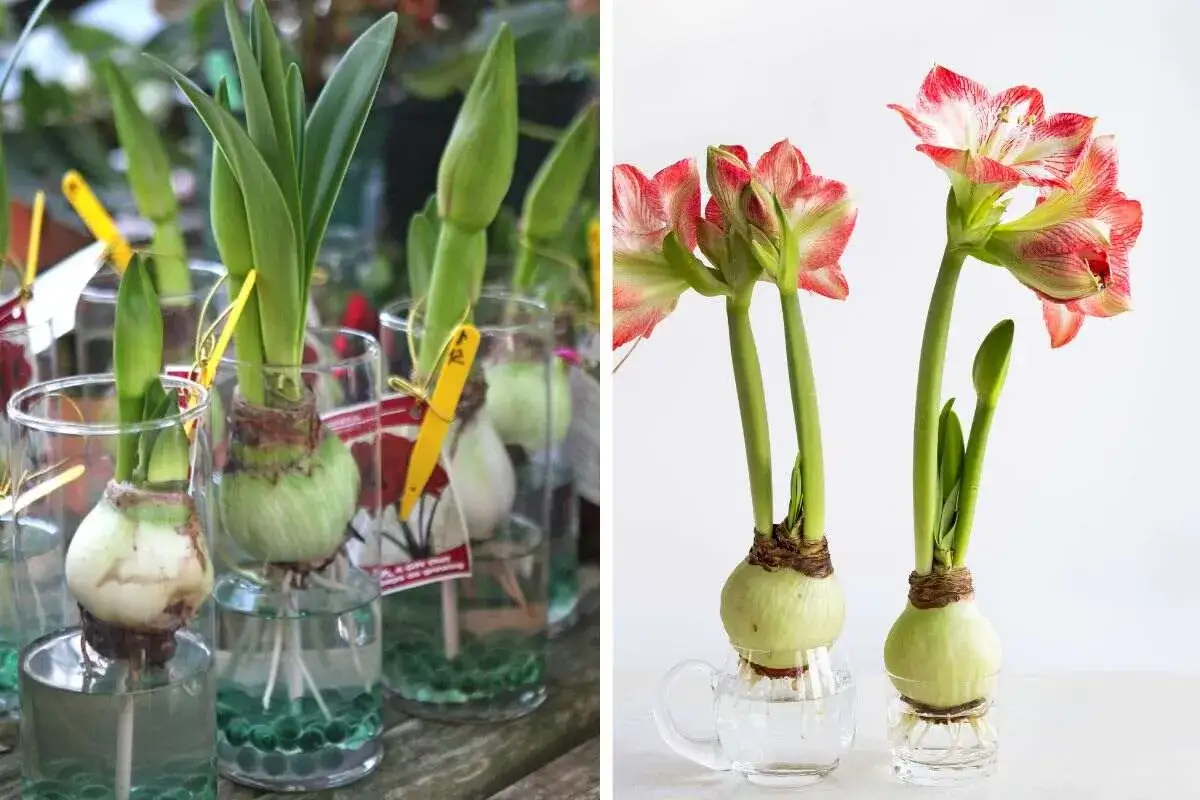 Amaryllis in acqua: bulbi in crescita in vasi trasparenti, alcuni con fiori rossi e bianchi già sbocciati, altri con germogli verdi.