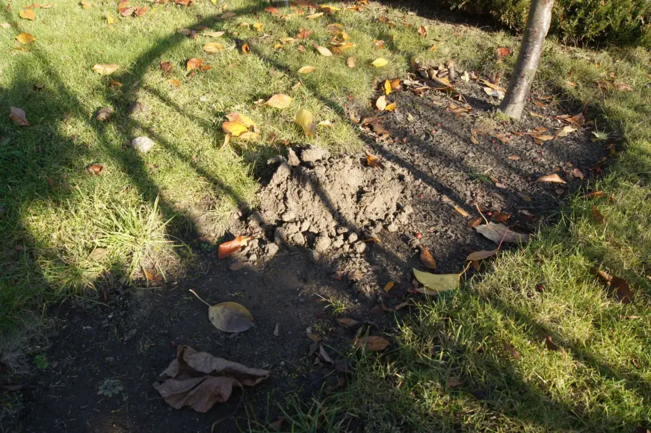 Kret wykopał kopiec ziemi na trawniku. Widać liście i cień drzewa.