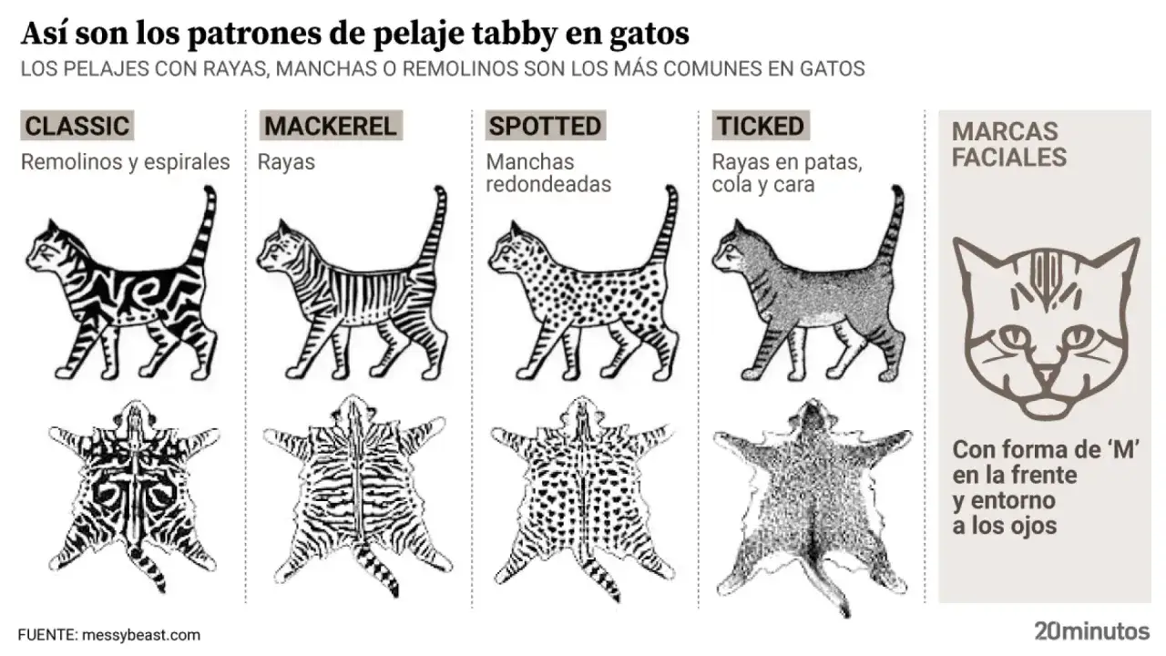 Ilustraciones de los diferentes colores de gatos tabby: cl&aacute;sico, atigrado, moteado y ticked. Muestra patrones de pelaje y marcas faciales.