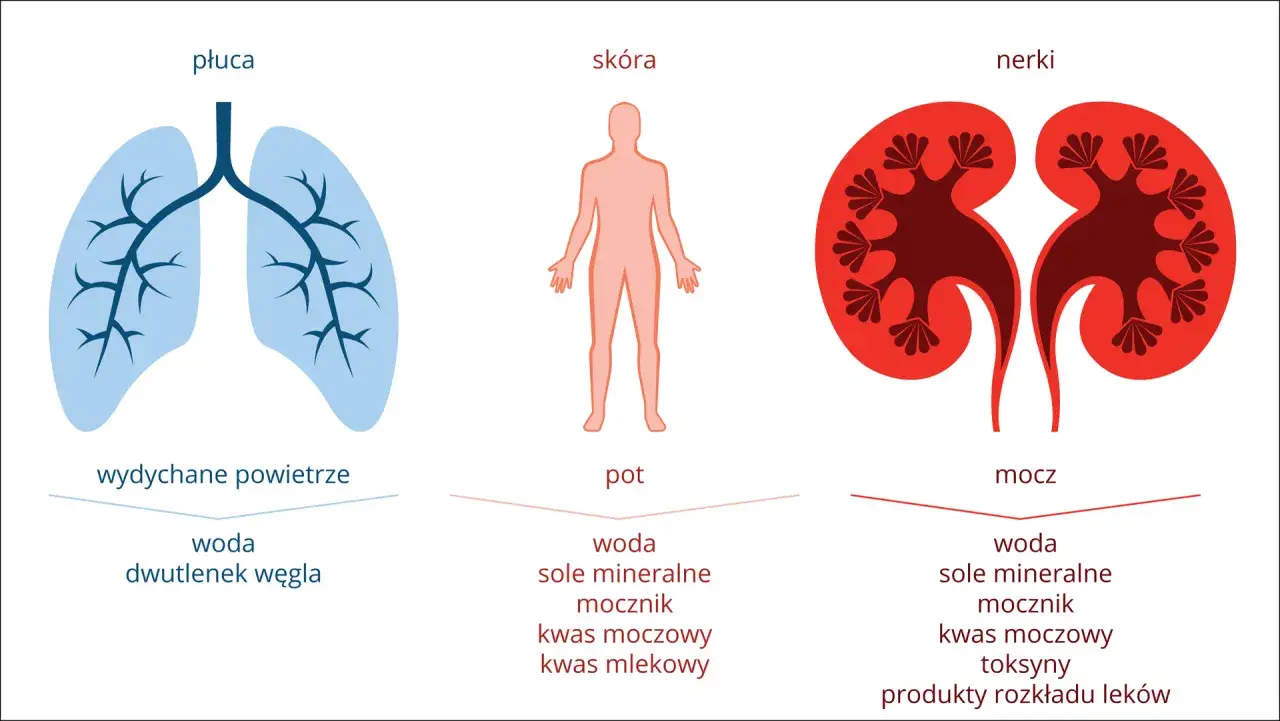 Płuca, skóra i nerki usuwają z organizmu wodę, sole, mocznik, kwas moczowy i inne substancje.
