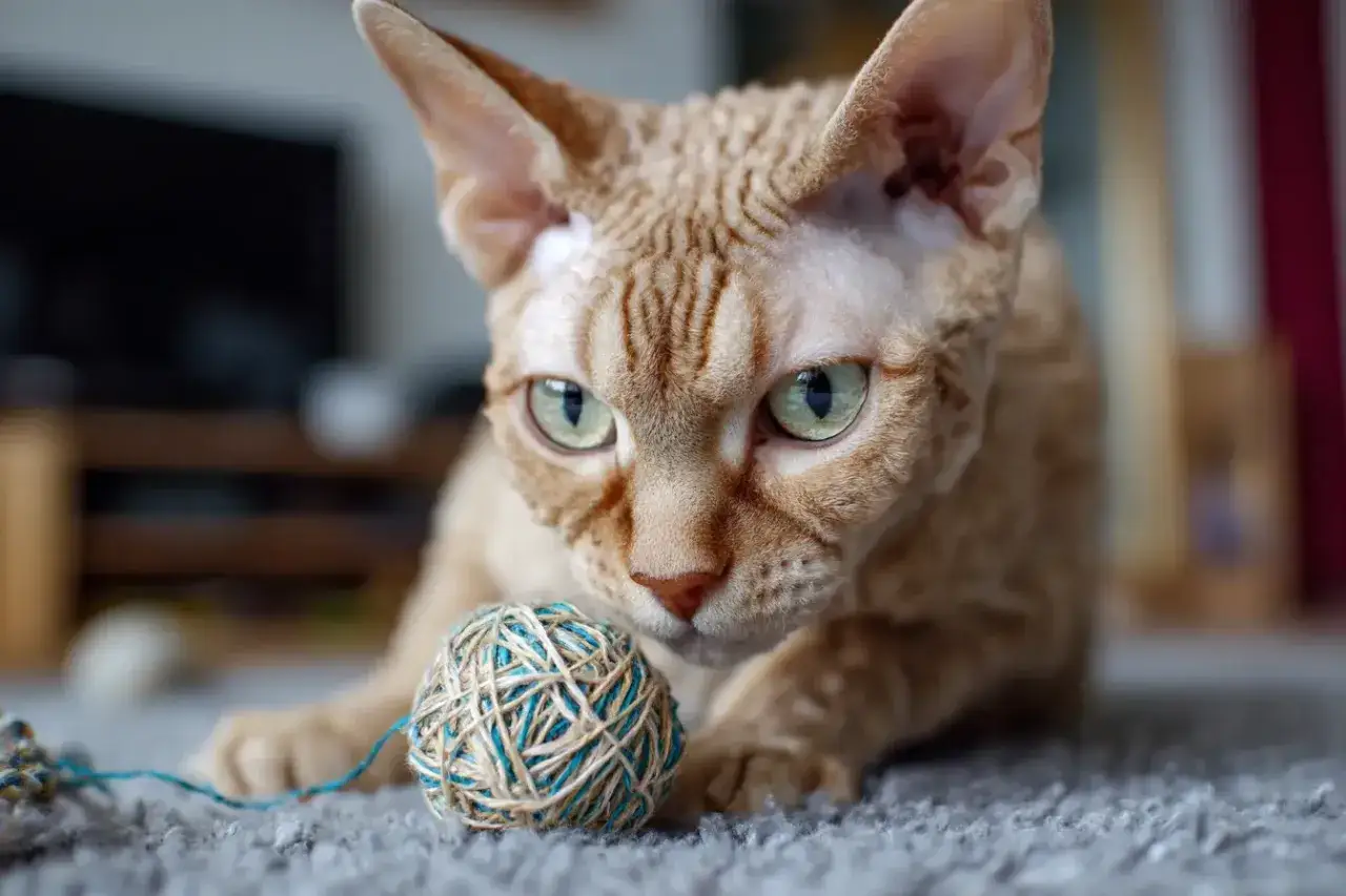 Rudy kot rasy devon rex o falistej sierści i wielkich oczach, z zaciekawieniem wpatruje się w kłębek sznurka. Jego charakter to ciekawość i chęć zabawy.