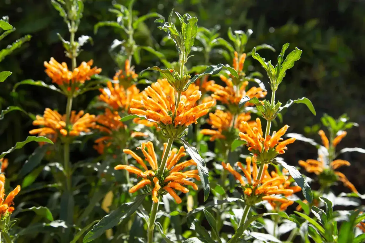 En grupp orange lejongap plantor med gr&ouml;na blad i solljus.