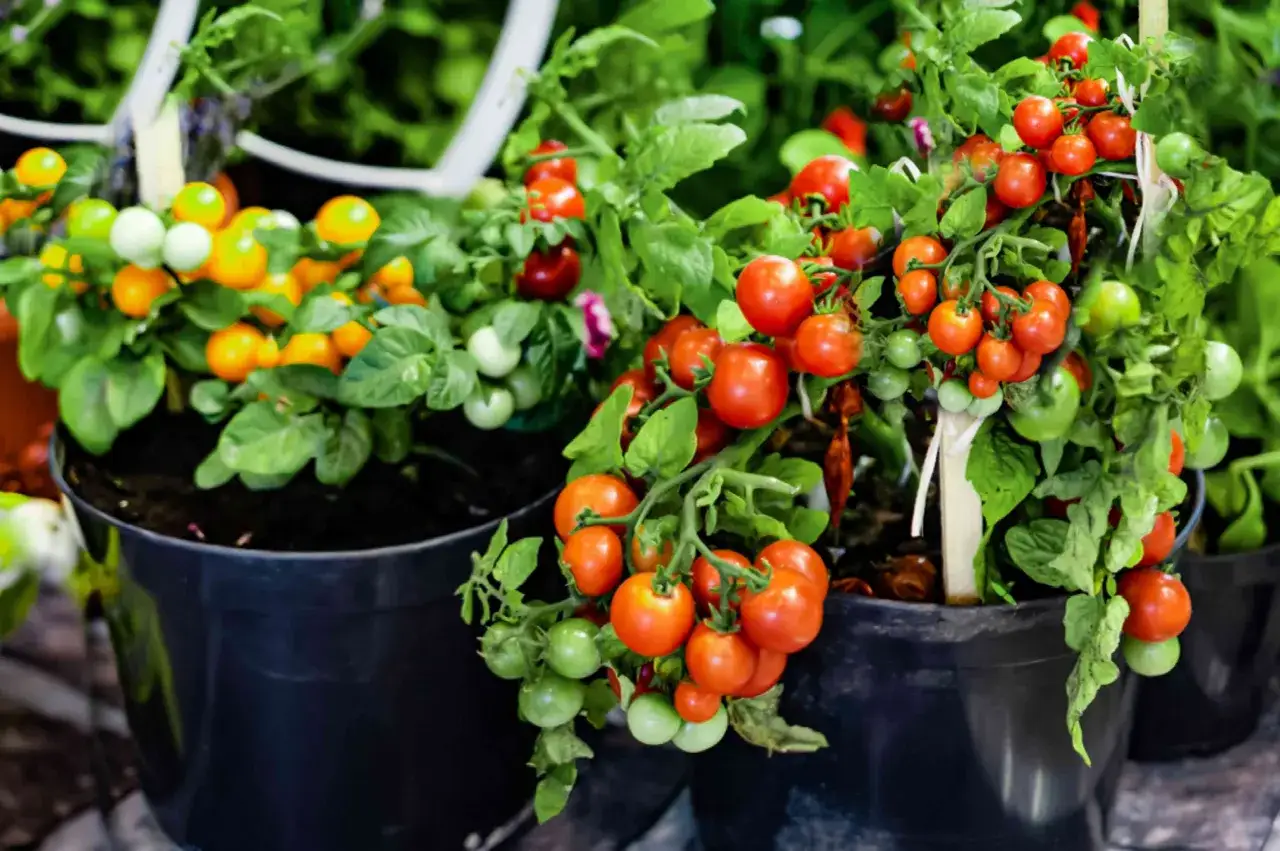 Två krukor med tomatplantor fulla av mogna och gröna körsbärstomater. En planta har orange och gröna tomater, den andra röda och gröna.