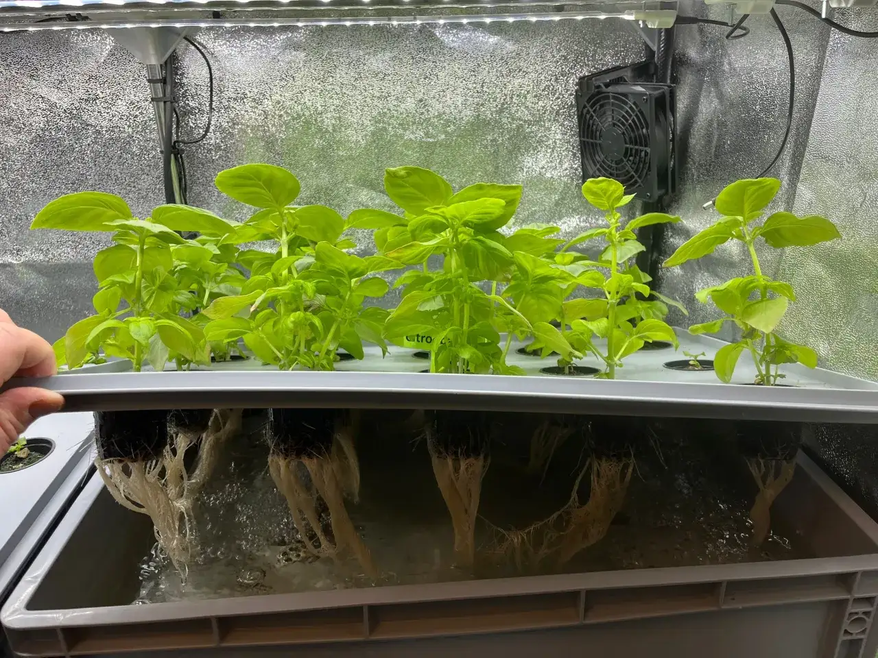 Fräscha basilika plantor i en hydroponisk odling. Här ser man hur rötterna växer i vattnet, en del av harvy odling.