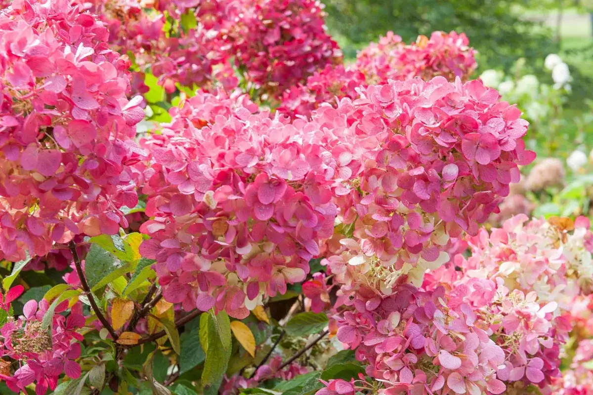 Gros bouquets d'hortensias roses vifs, parfaits pour savoir quand d&eacute;placer un hortensia. Le feuillage vert et quelques touches jaunes compl&egrave;tent la sc&egrave;ne.