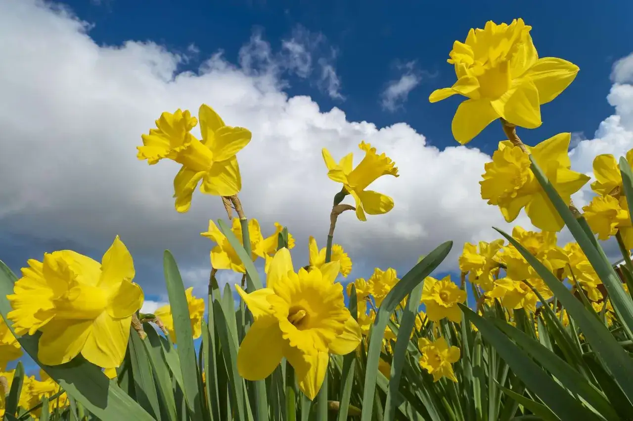 Un campo di narcisi gialli fioriti sotto un cielo azzurro con nuvole bianche, un'immagine che evoca la primavera, o 