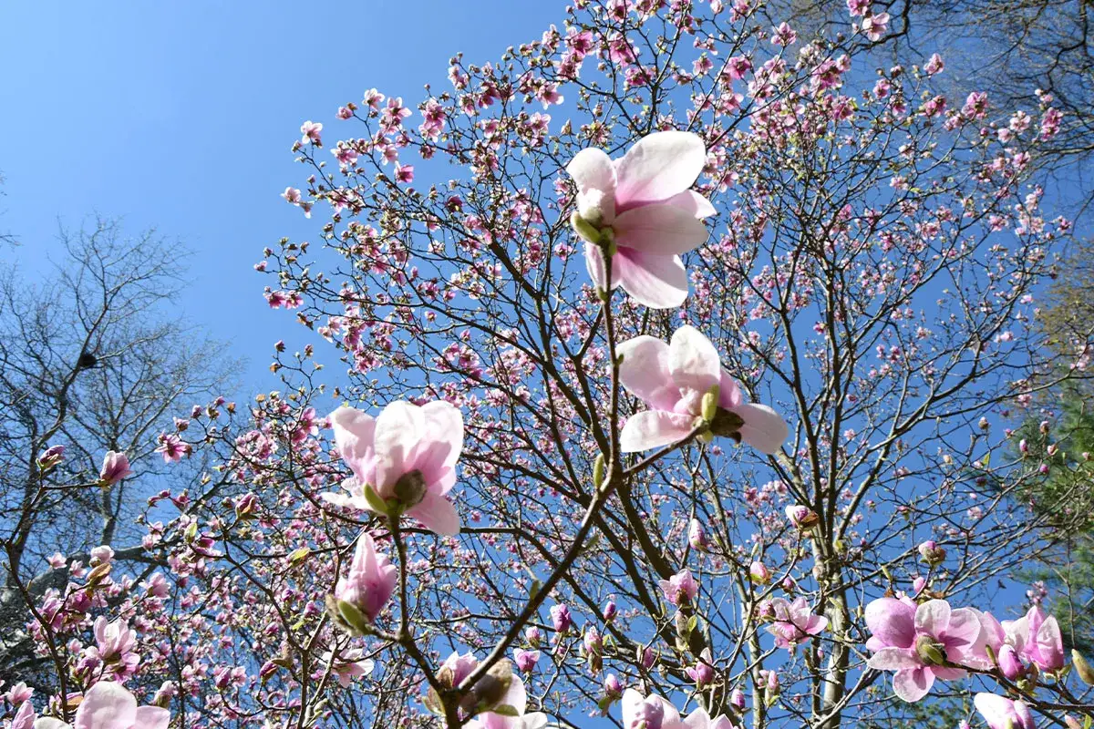 Kwiaty magnolii w różnych odmianach rozkwitają na tle błękitnego nieba.