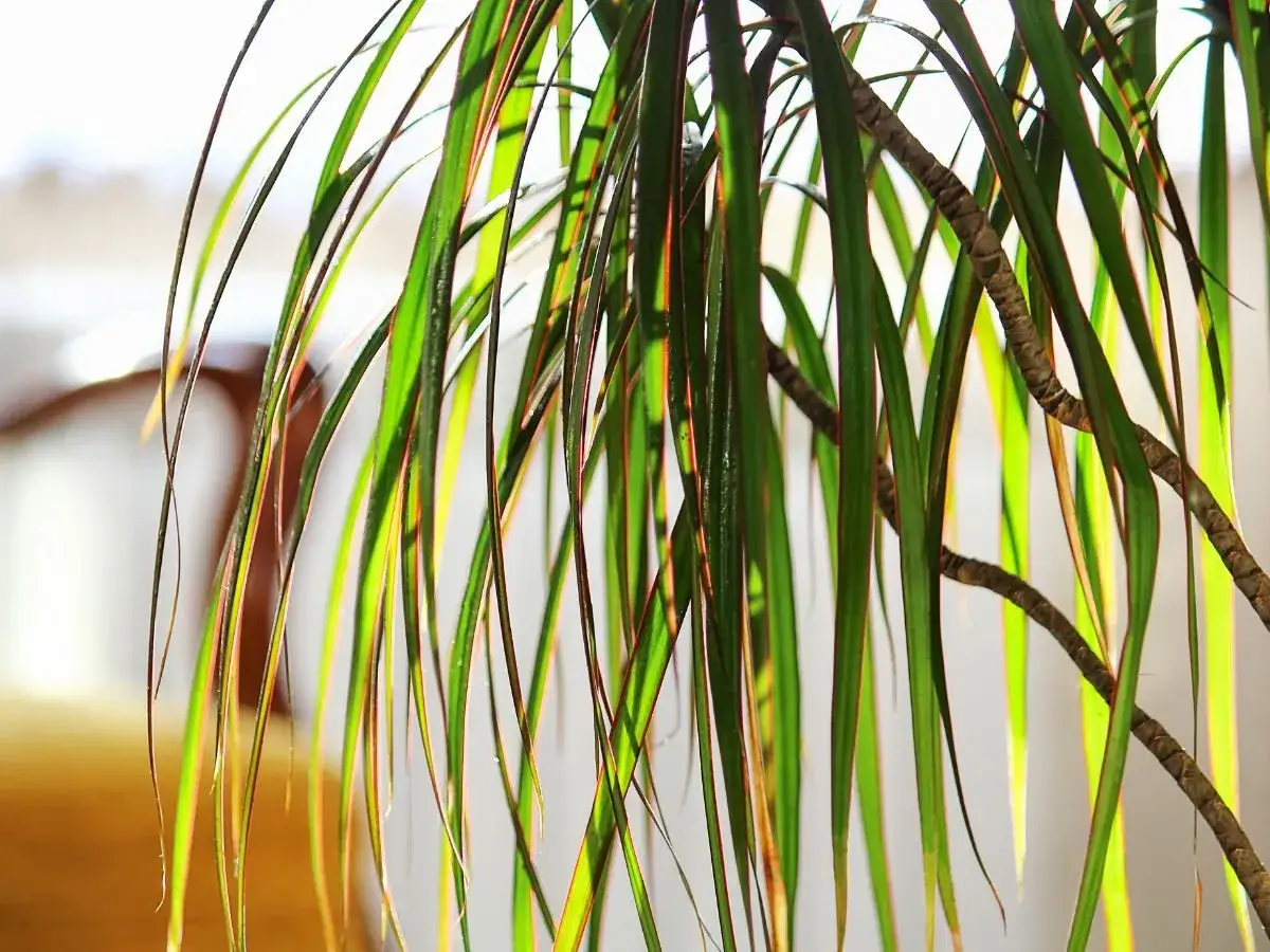 Dracena odmiany o długich, zwisających liściach z czerwonymi brzegami, oświetlonych słońcem.