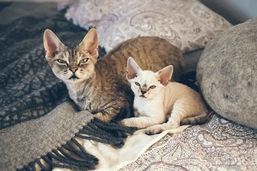 Zdjęcie Gdzie znaleźć koty Devon Rex w Zachodniopomorskim - ceny i hodowle