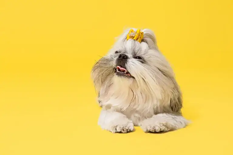 Zdjęcie Sierść czy włosy u Shih Tzu - poznaj prawdę o ich pielęgnacji