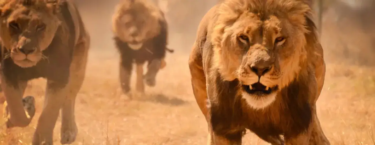 Zdjęcie Film o lwach ludojadach – prawdziwa historia lwów z Tsavo i ich ofiar