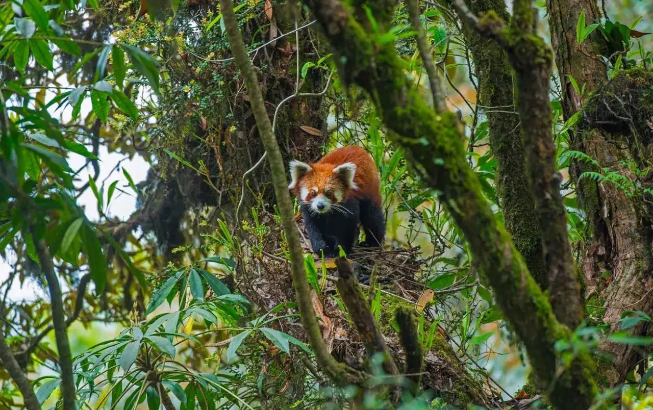 Un panda rojo, con su pelaje rojizo y cola anillada, se asoma entre la vegetaci&oacute;n frondosa. Descubre curiosidades del panda rojo en su h&aacute;bitat natural.