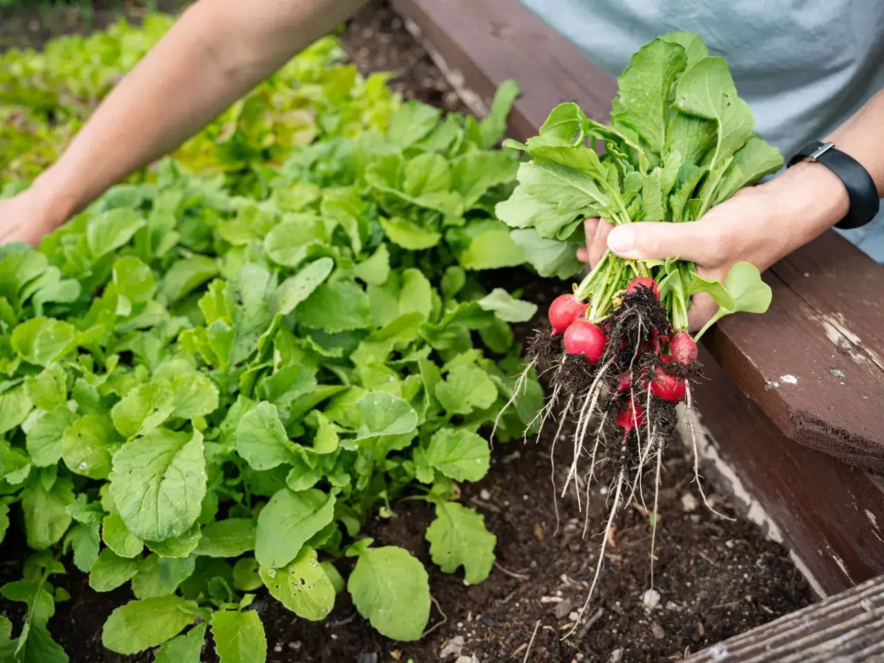 Frische Radieschen werden aus dem Beet gezogen. Die roten Knollen mit Wurzeln und gr&uuml;nen Bl&auml;ttern sind bereit zur Ernte.