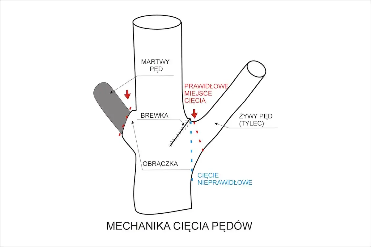 Prawidłowe cięcie gałęzi na obrączkę