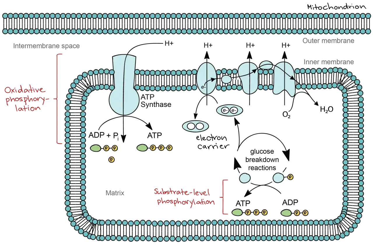 Mitochondrium: Elektronentransportkette treibt Protonenpumpen an, die für die **Oxidation** von Nährstoffen und die ATP-Synthese wichtig sind.