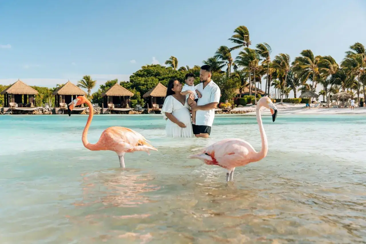 Rodzina z dzieckiem i flamingi w turkusowej wodzie. Idealne aruba wakacje z widokiem na palmy i domki na plaży.