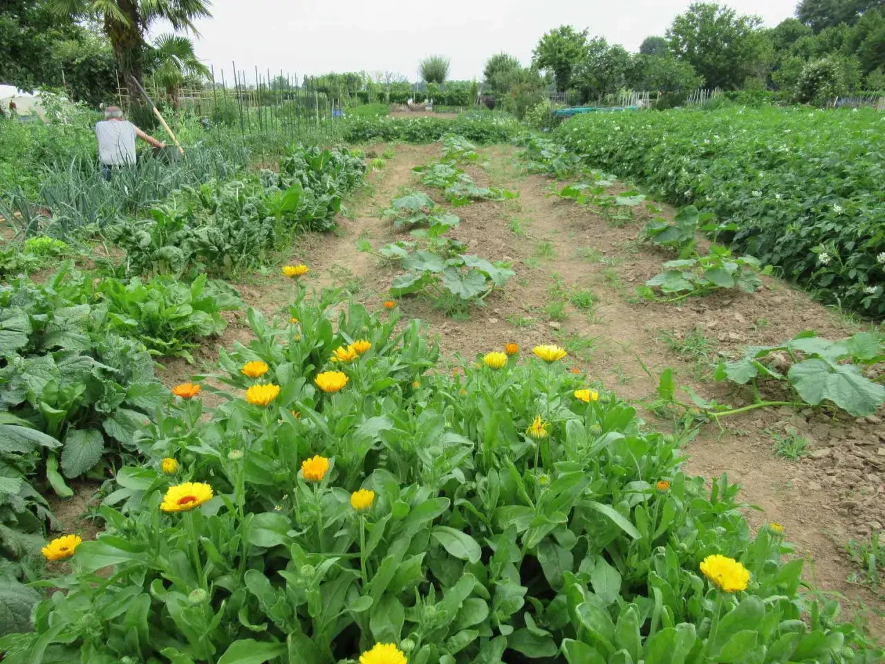 Fioritura di calendula in un orto. I semi di calendula si piantano in primavera, quando il terreno &egrave; caldo.