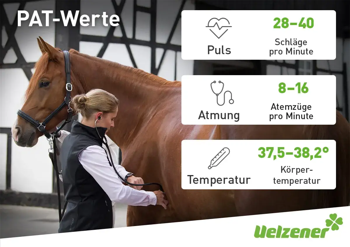 Tierärztin misst Puls, Atmung und Temperatur eines braunen Pferdes. Wichtige PAT-Werte für gesunde Pferde.