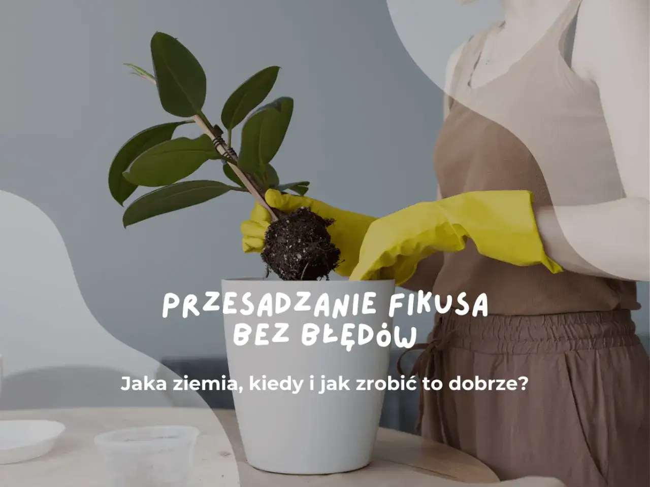 Przesadzanie fikusa: ręce w żółtych rękawiczkach wyjmują roślinę z bryłą korzeniową. Jaka ziemia do fikusa będzie najlepsza?