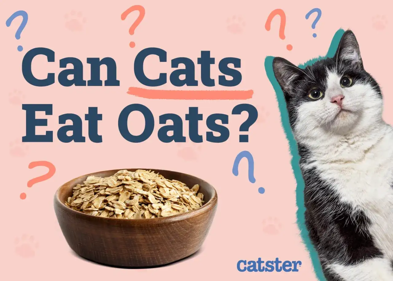 A black and white cat looks curiously at a bowl of oats, with the text 