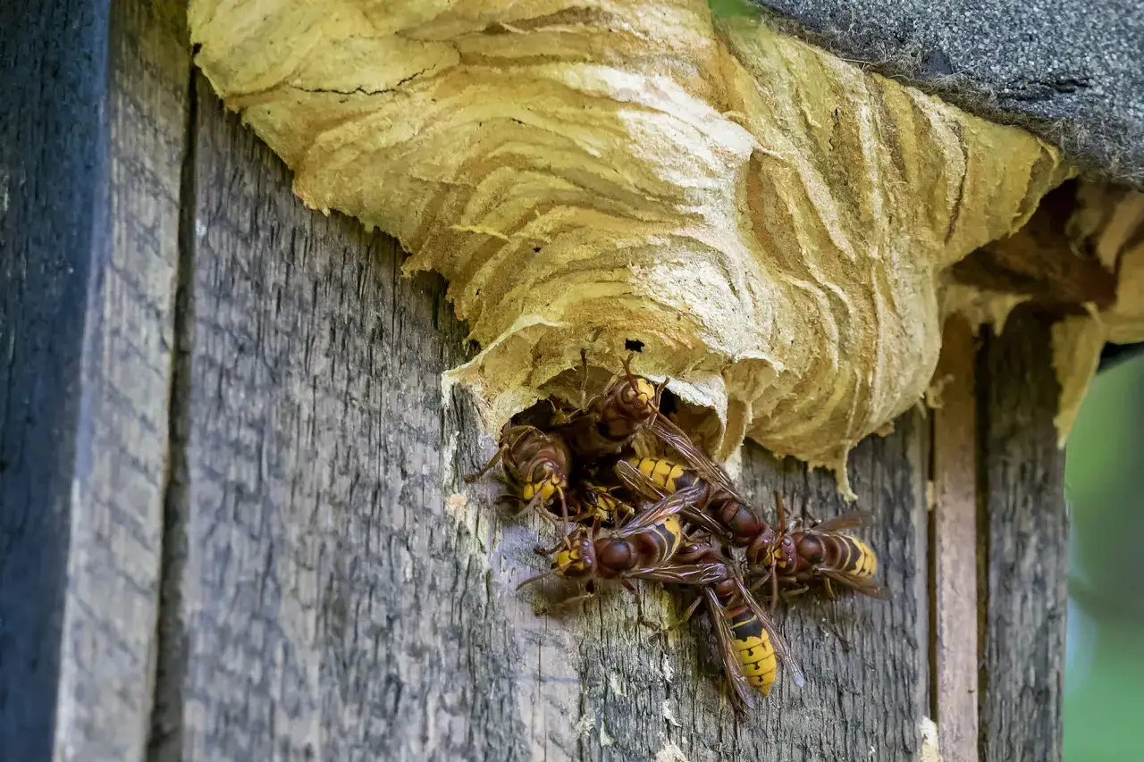 So sieht ein Hornissennest aus: Mehrere Hornissen tummeln sich am Eingang ihres papierartigen Nests, das an einer Holzstruktur befestigt ist.