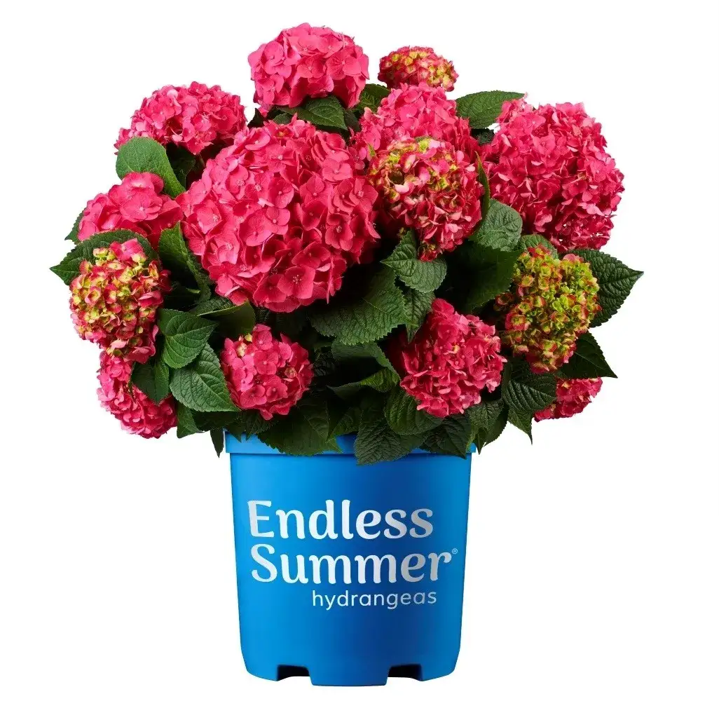 hortensja endless summer kwiaty